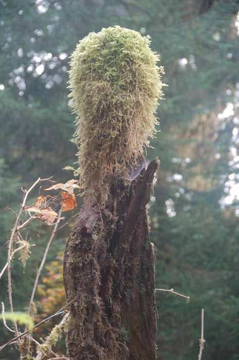 Hoh rain forest